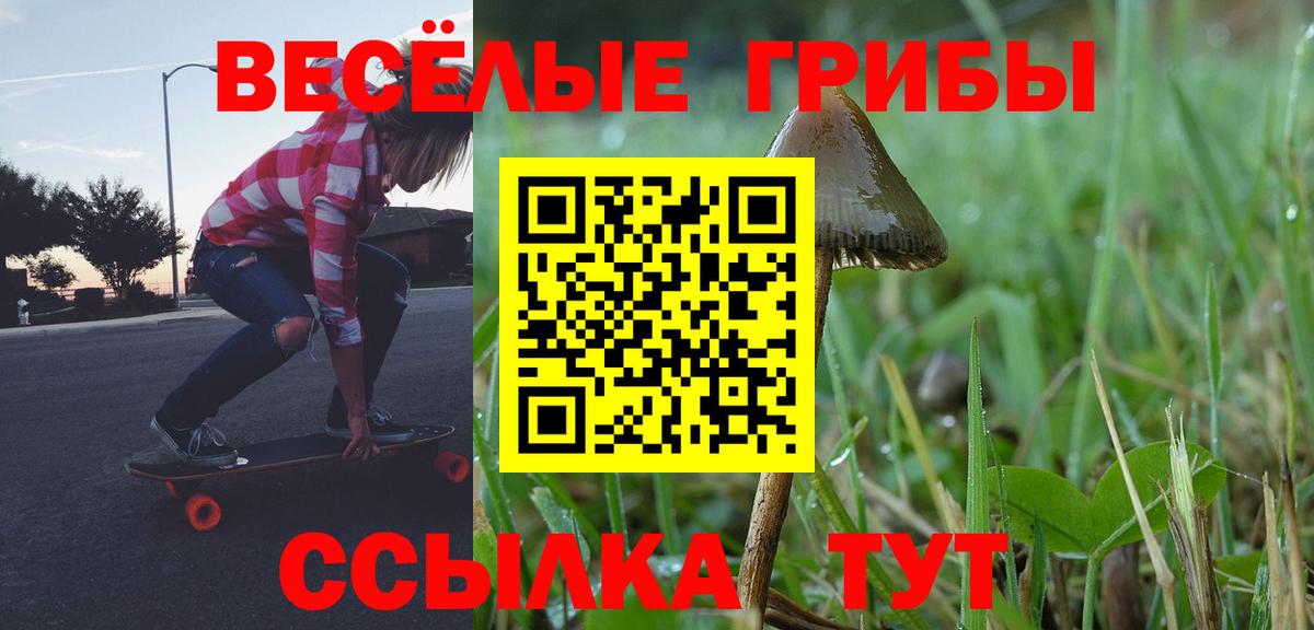 Псилоцибиновые грибы Psilocybe Новоалтайск
